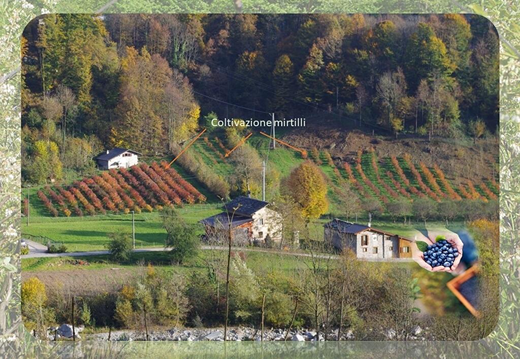 Immagine 1 di Azienda agricola in affitto  in via regione molino 4 a Ceres