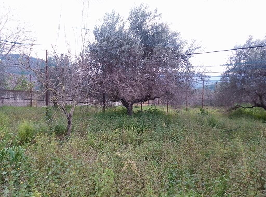 Immagine 1 di Terreno agricolo in vendita  in Via S.Vito 101 a Sarno